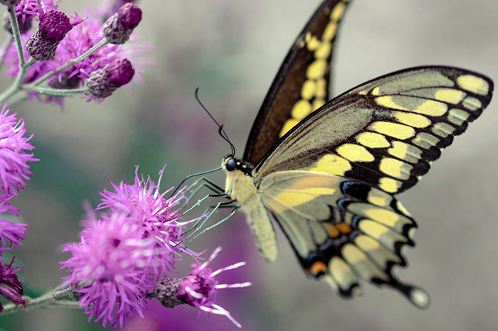 Butterfly on a flower