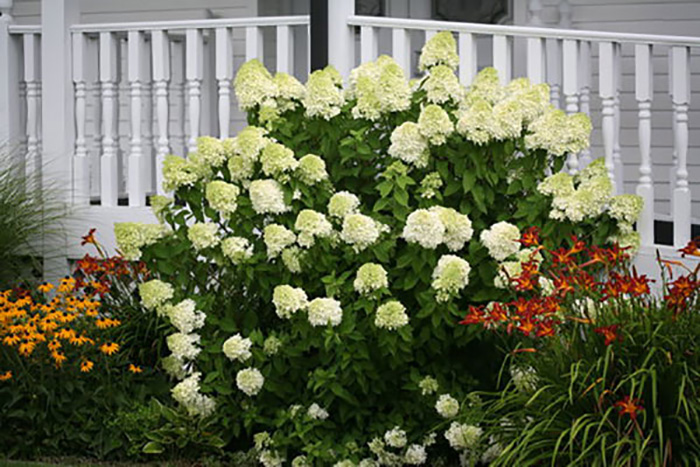 Limelight hydrangea