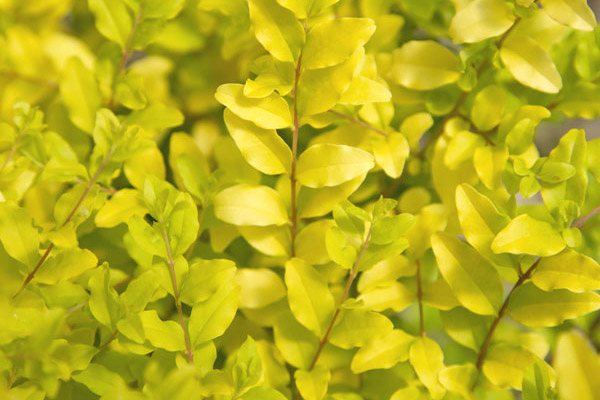Ligustrum sinense Sunshine