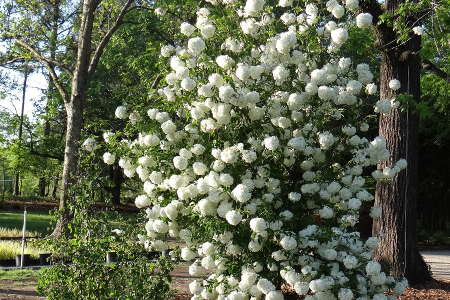 Chinese Snowball viburnum