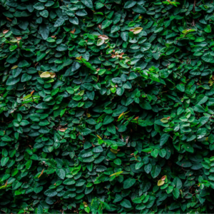 Creeping fig