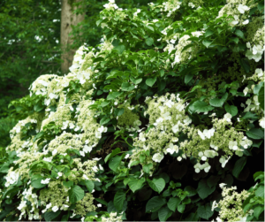 Climbing hydrangea