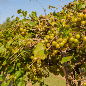 Muscadine grapes