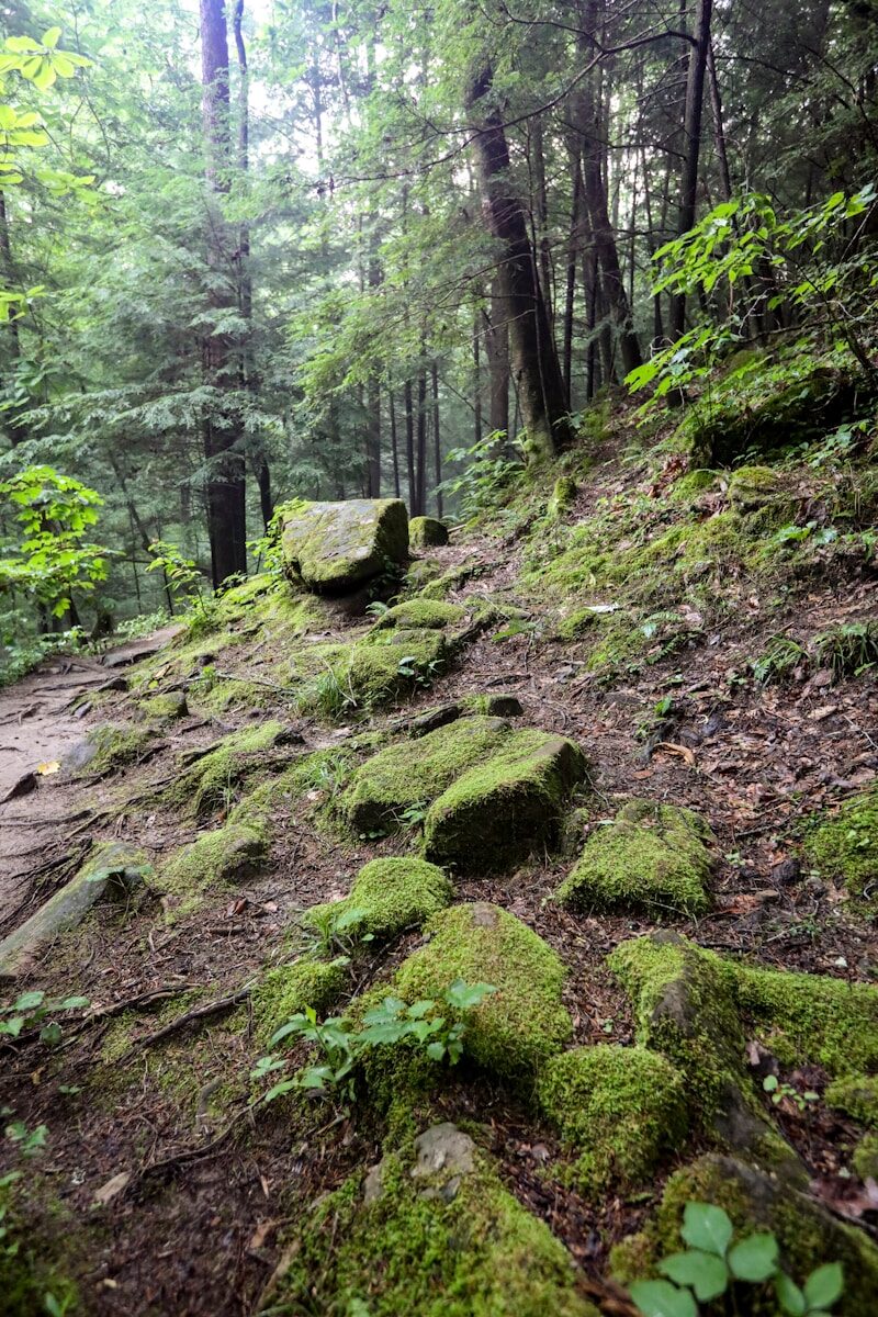 Erosion Control With Plants: Greening Alabama Slopes Without Fighting Gravity